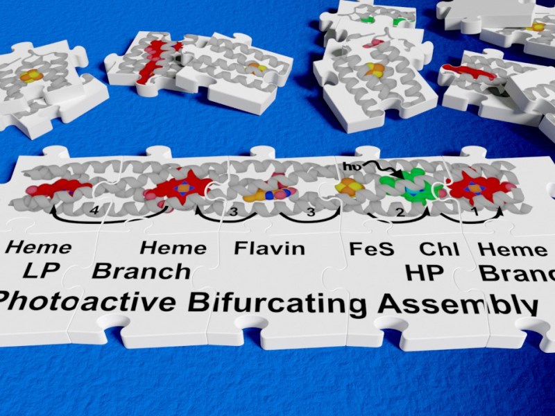 Anderson lab and collaborators awarded £4.9m BBSRC sLoLa grant for ‘Circuits of Life’ project